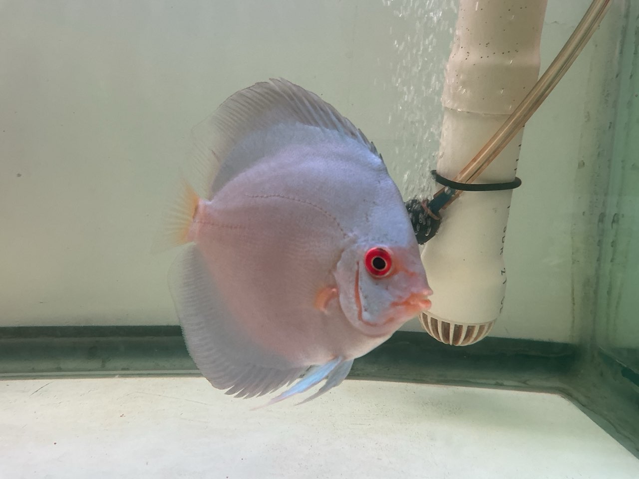 Discus Blue Angel