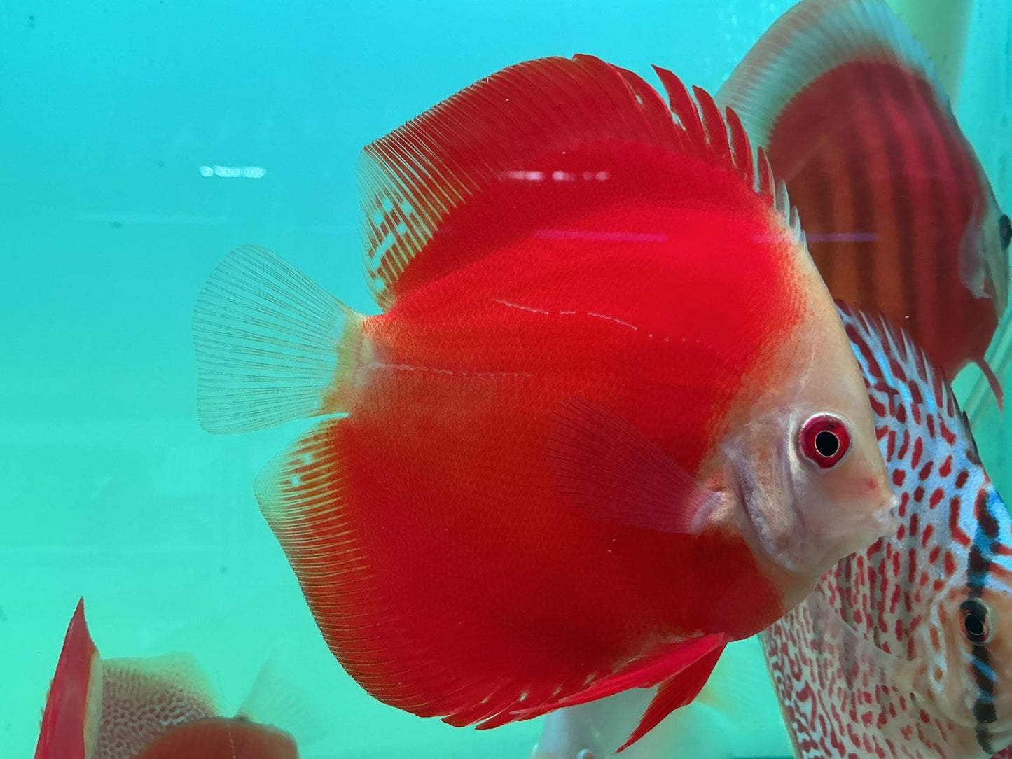 Discus Red Scarlet