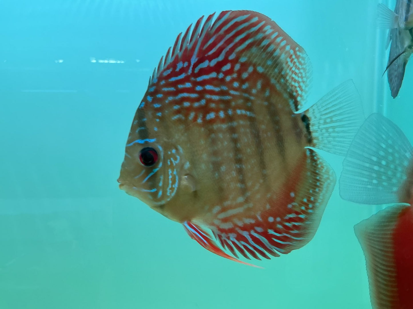 Discus Altum Flora