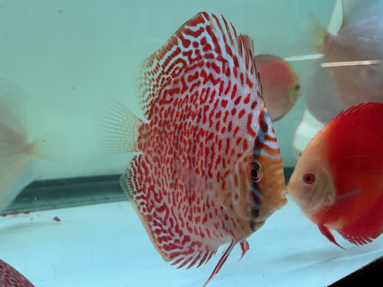 Discus Spotted Leopard