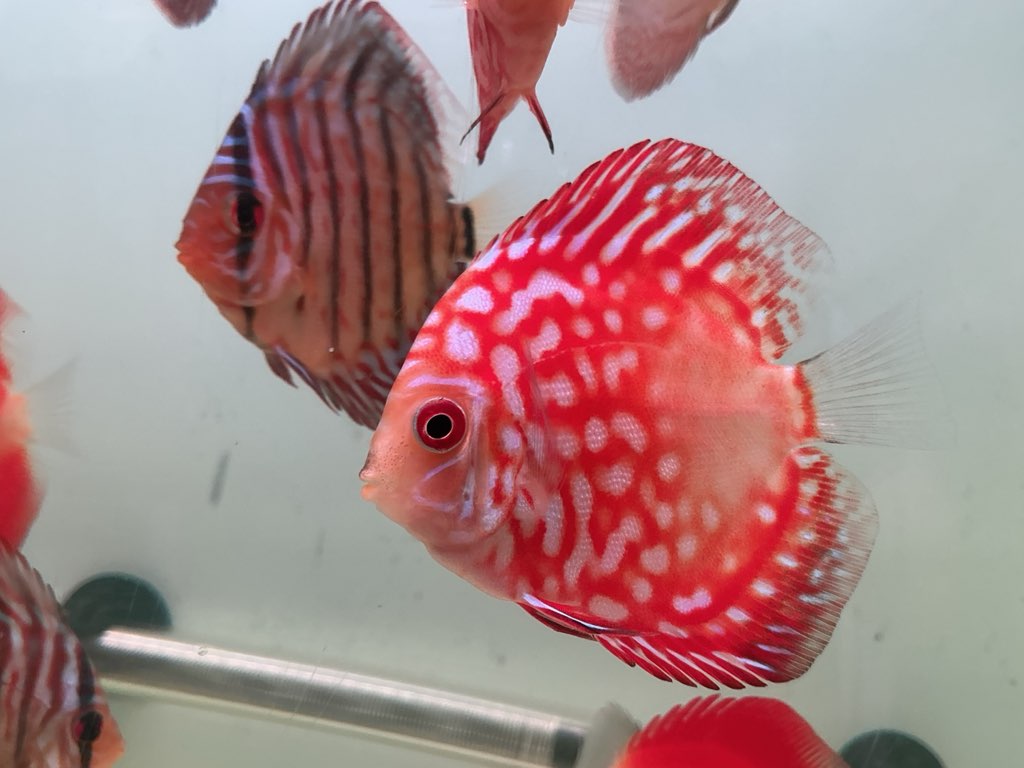 Discus Red Panda