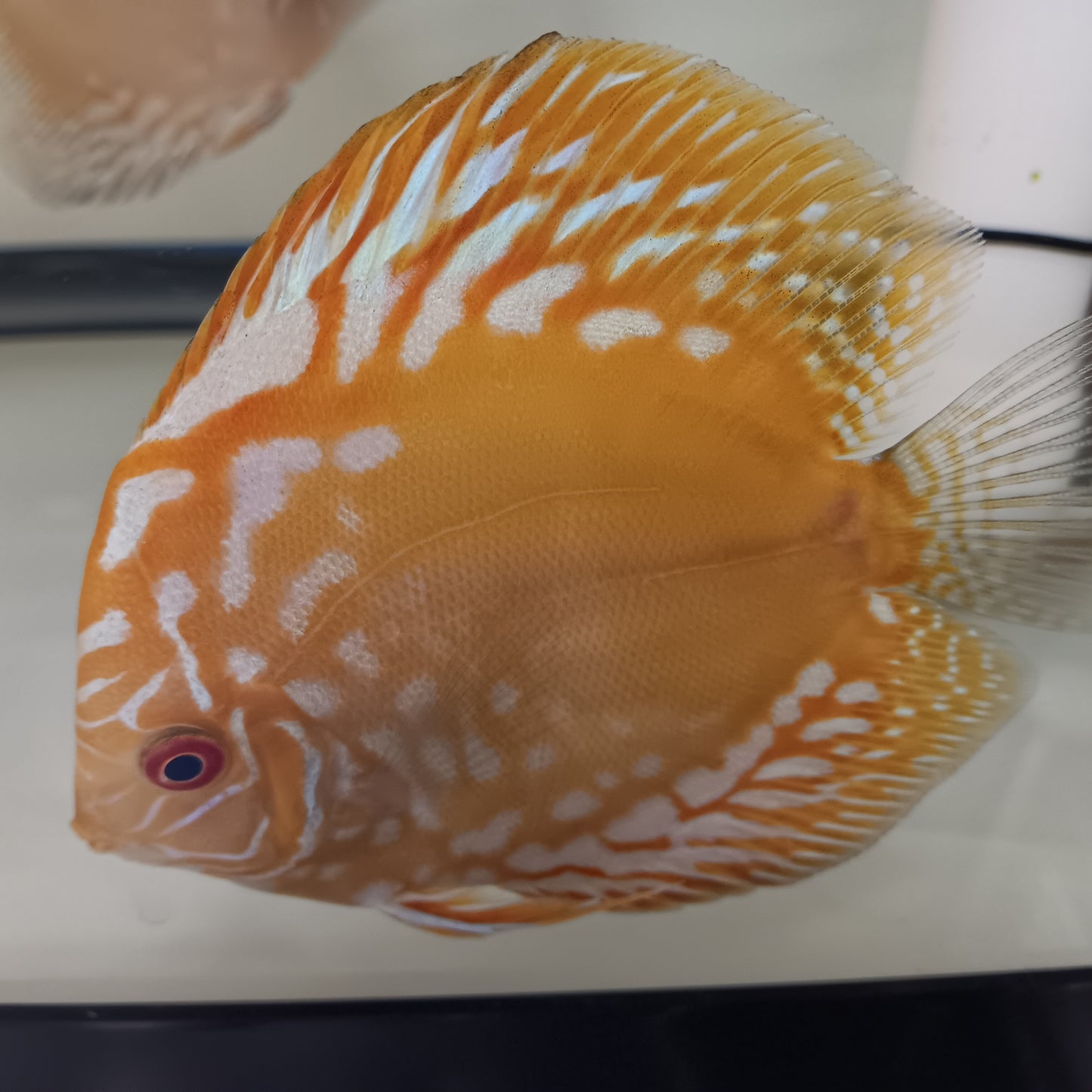 Yellow Panda Discus 4.5"