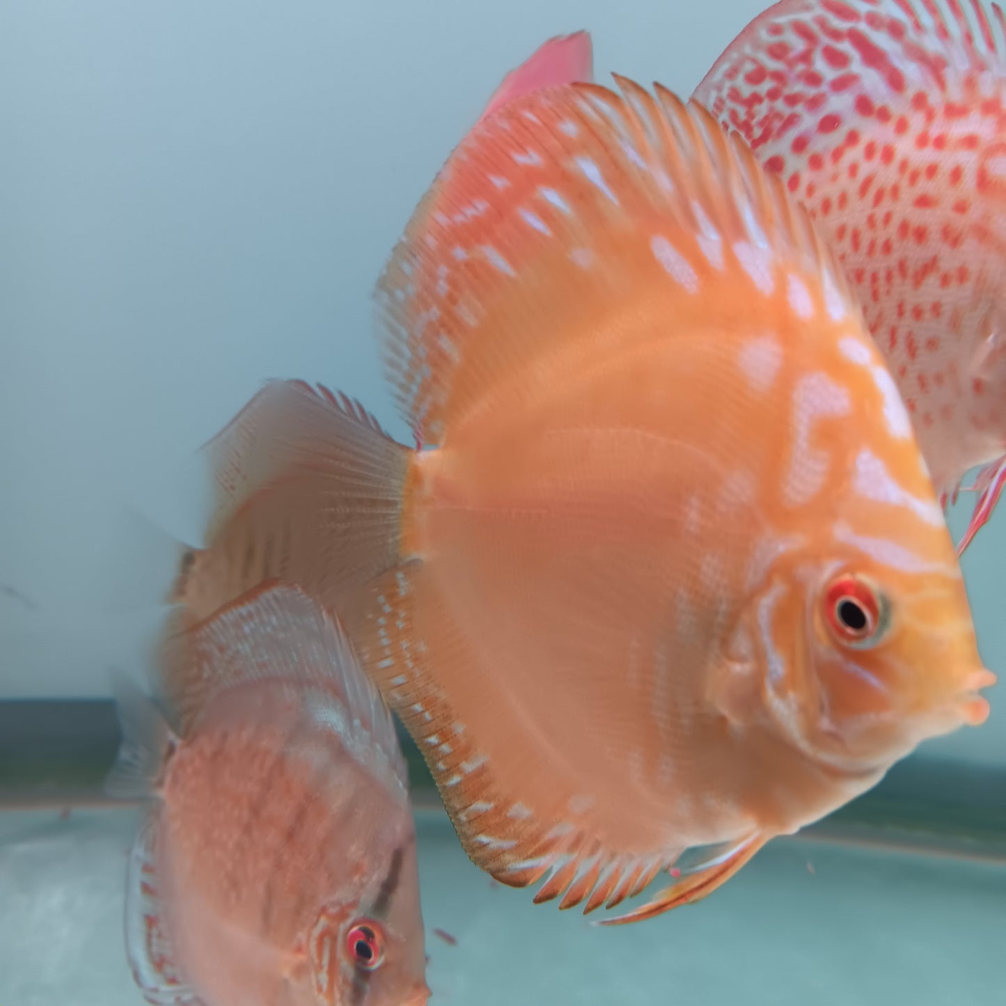 Yellow Panda Discus 4.5"