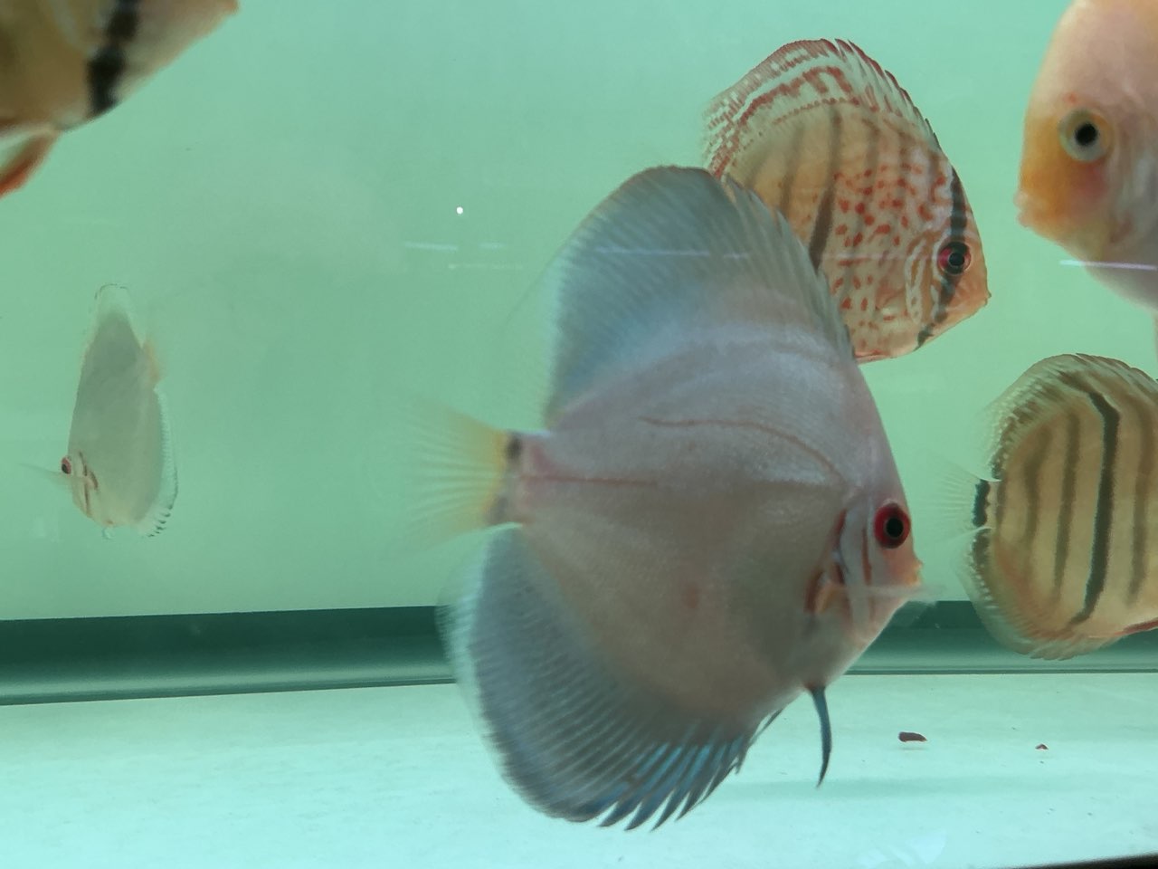 Discus Blue Angel