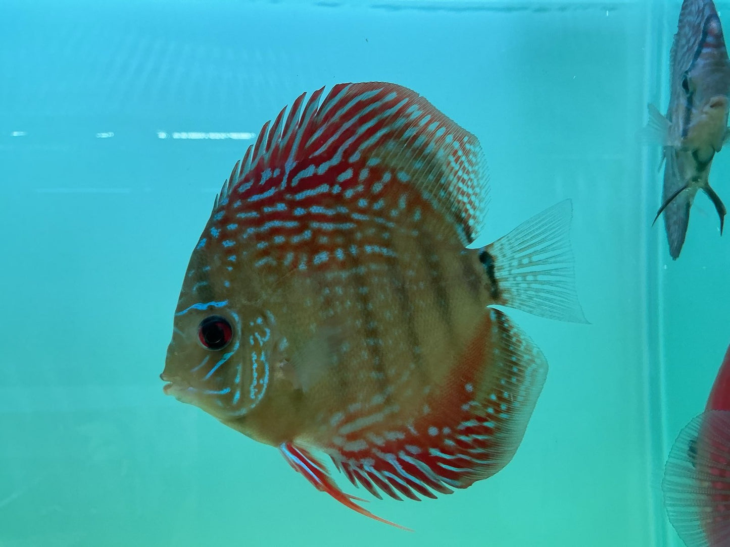 Discus Altum Flora