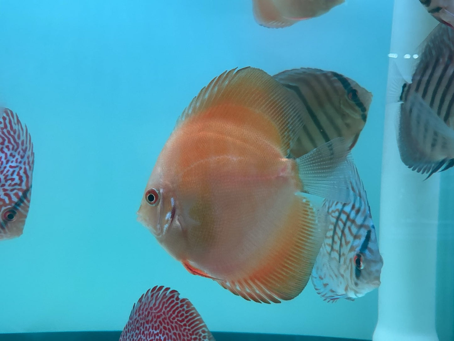 Discus Yellow Lemon