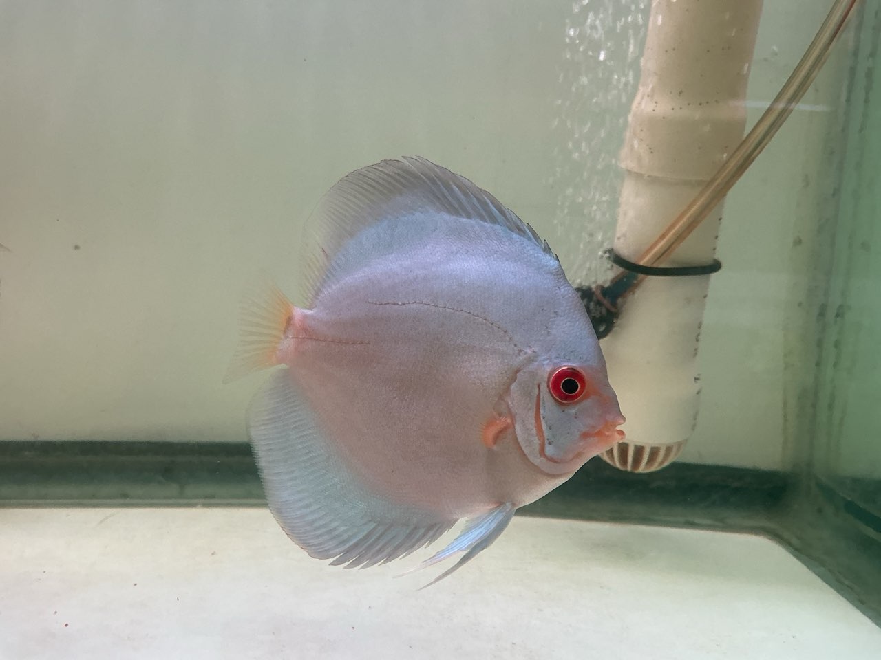 Discus Blue Angel