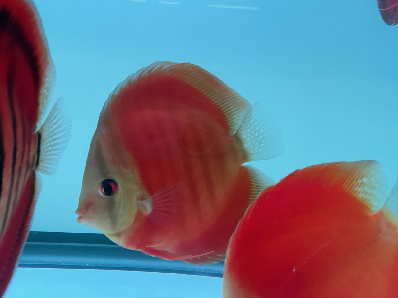 Discus Red Cover Blue Ring