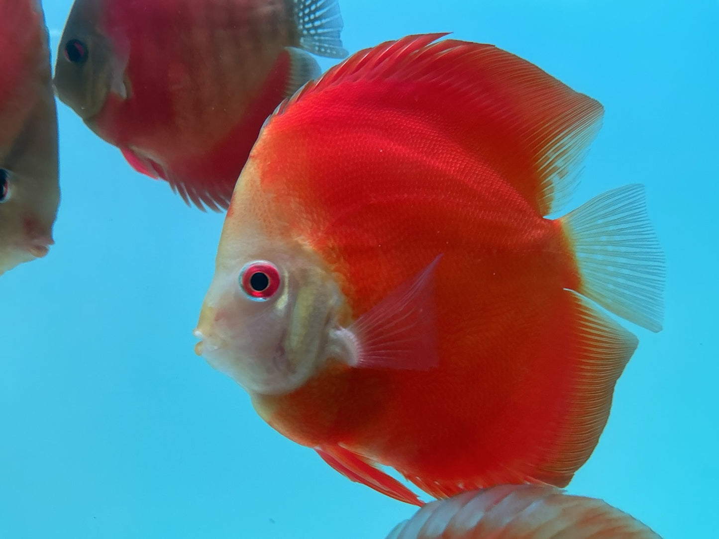 Discus Red Scarlet