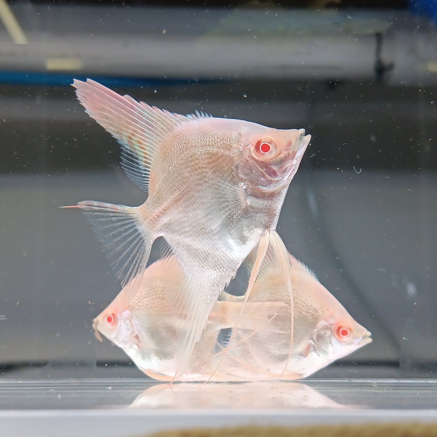Albino Santa Isabel Angel fish
