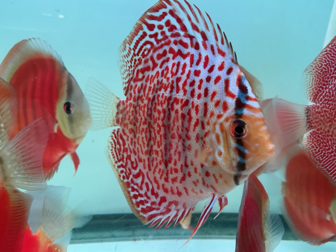 Discus Spotted Leopard