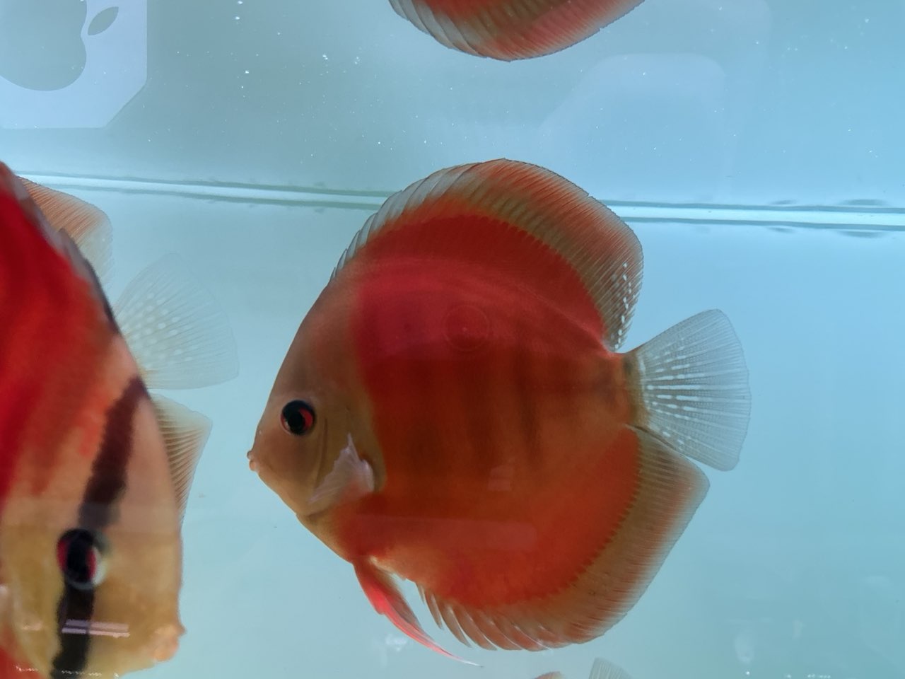Discus Red Cover Blue Ring