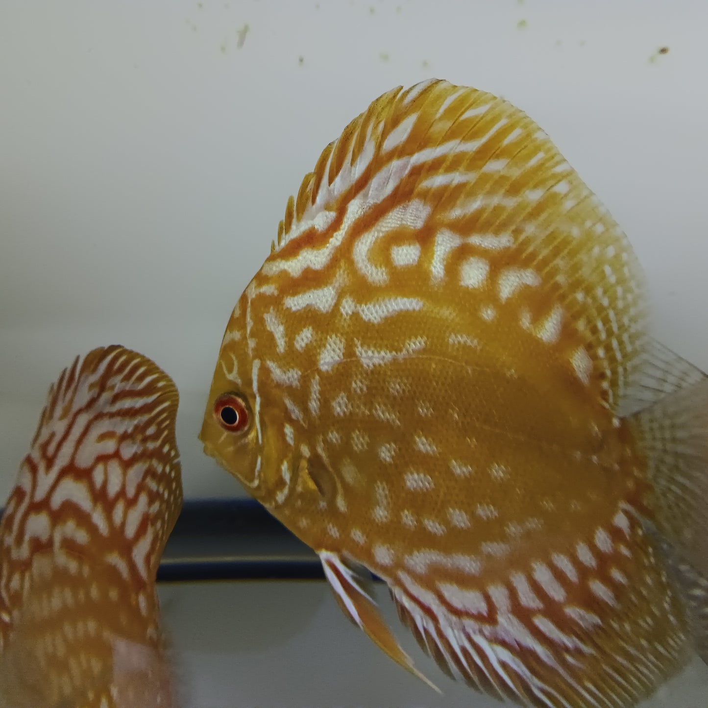 Yellow Panda Discus 4.5"