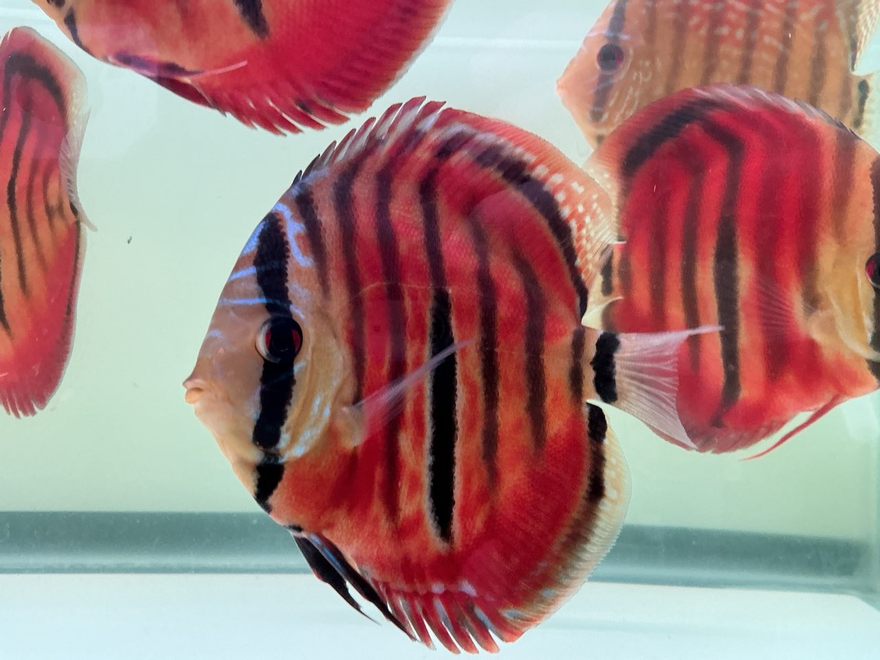 Discus Red Cover Ica