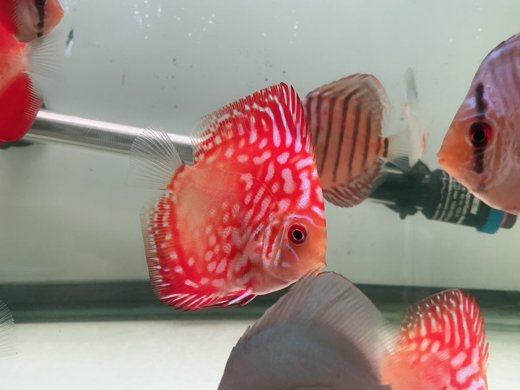 Discus Red Panda