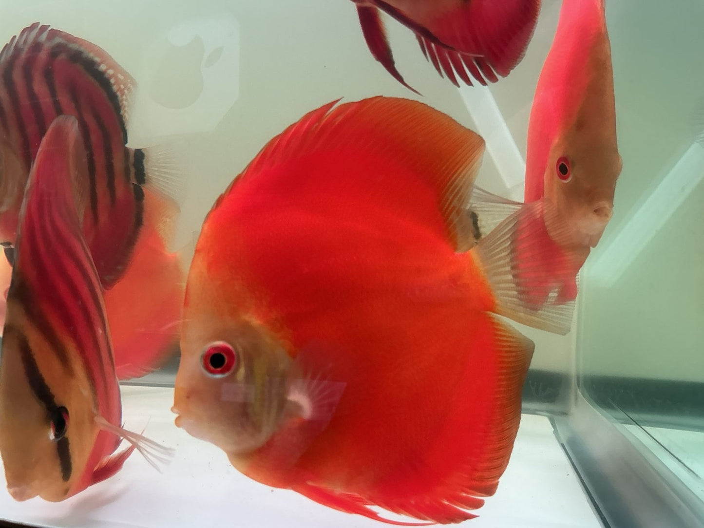 Discus Red Scarlet