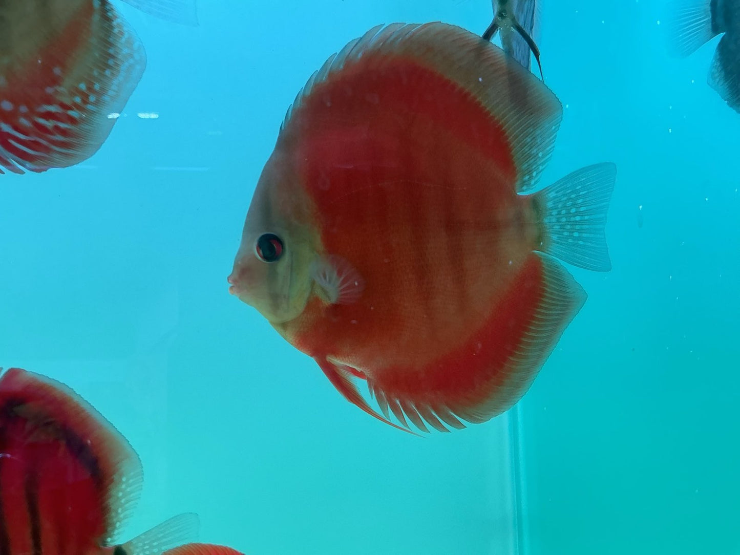 Discus Red Cover Blue Ring