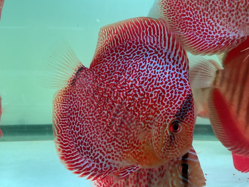 Discus Face Spotted Eruption