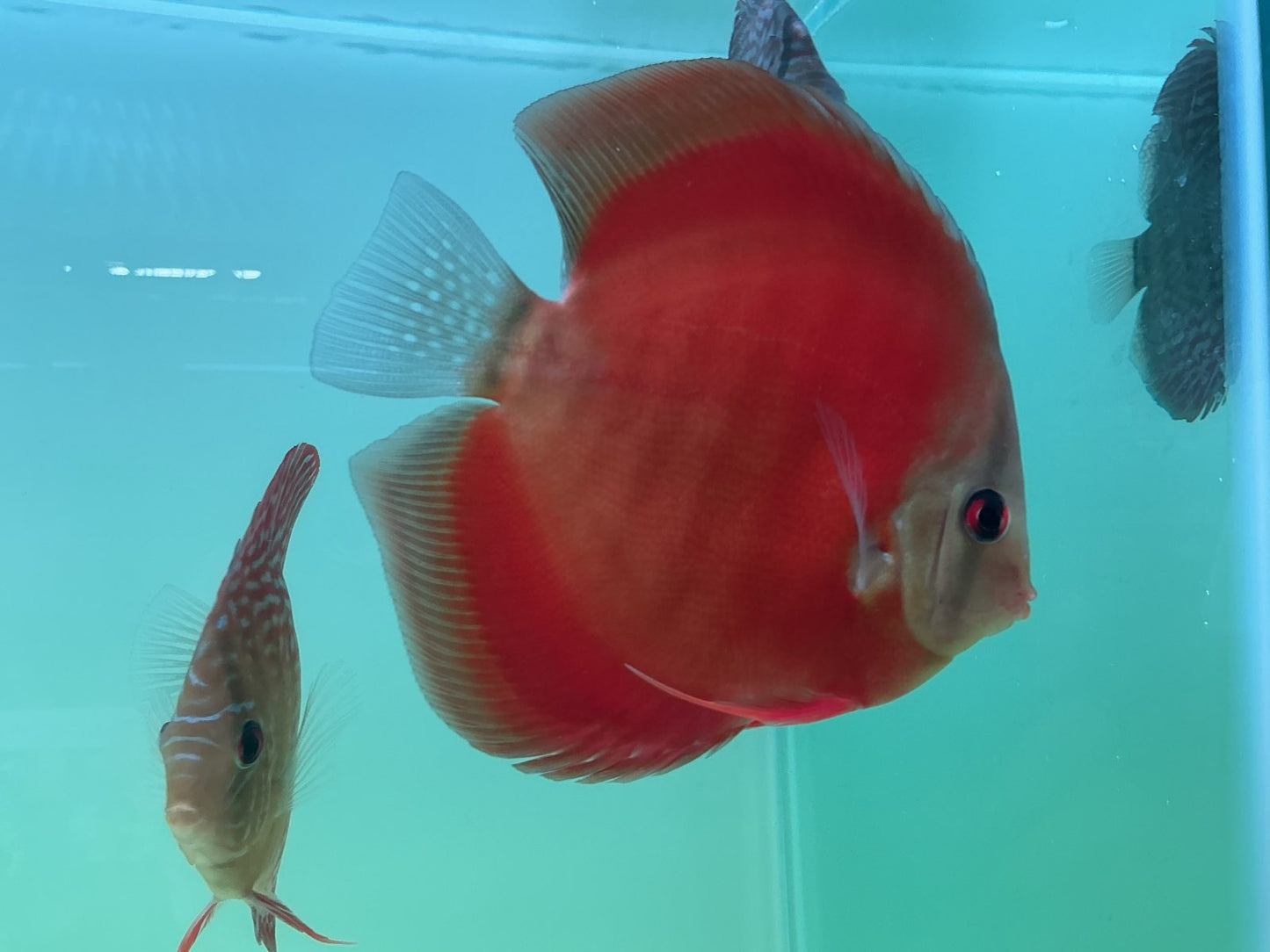 Discus Red Cover Blue Ring