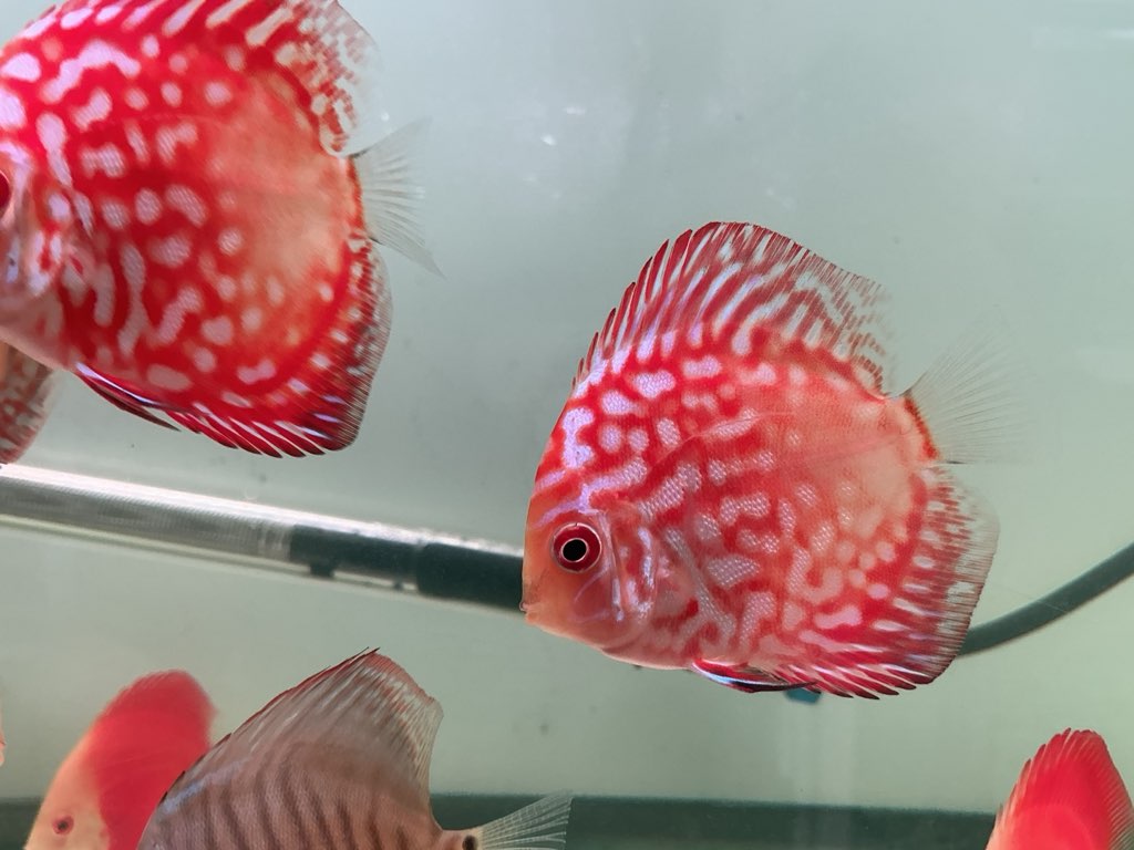 Discus Red Panda