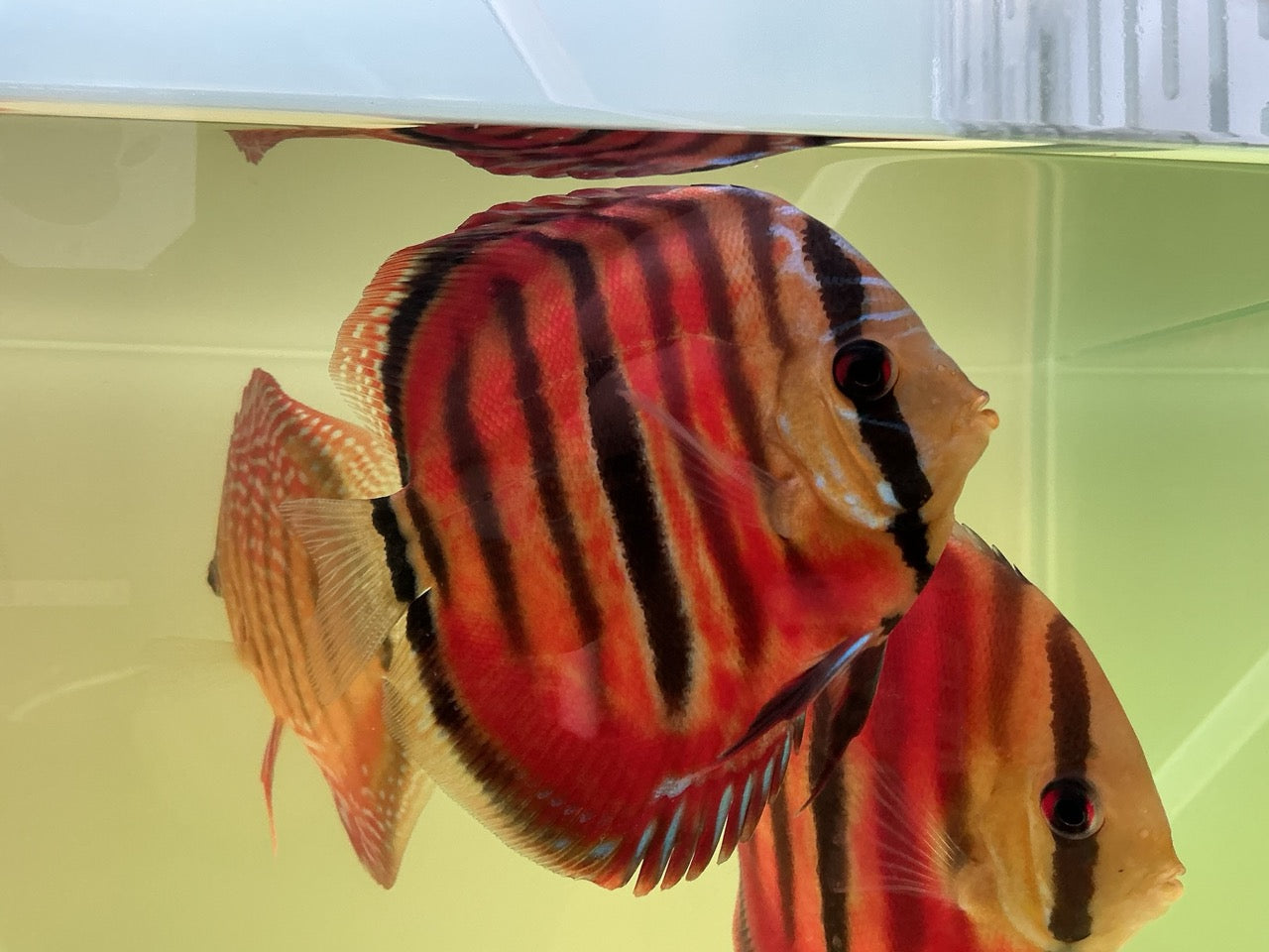 Discus Red Cover Ica