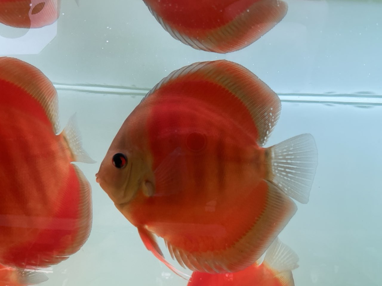 Discus Red Cover Blue Ring