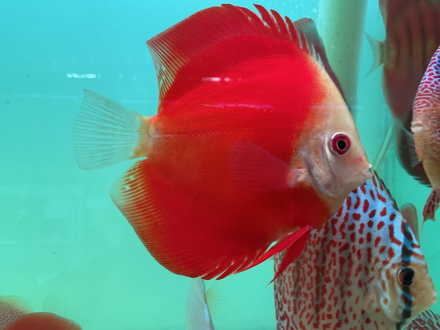 Discus Red Scarlet