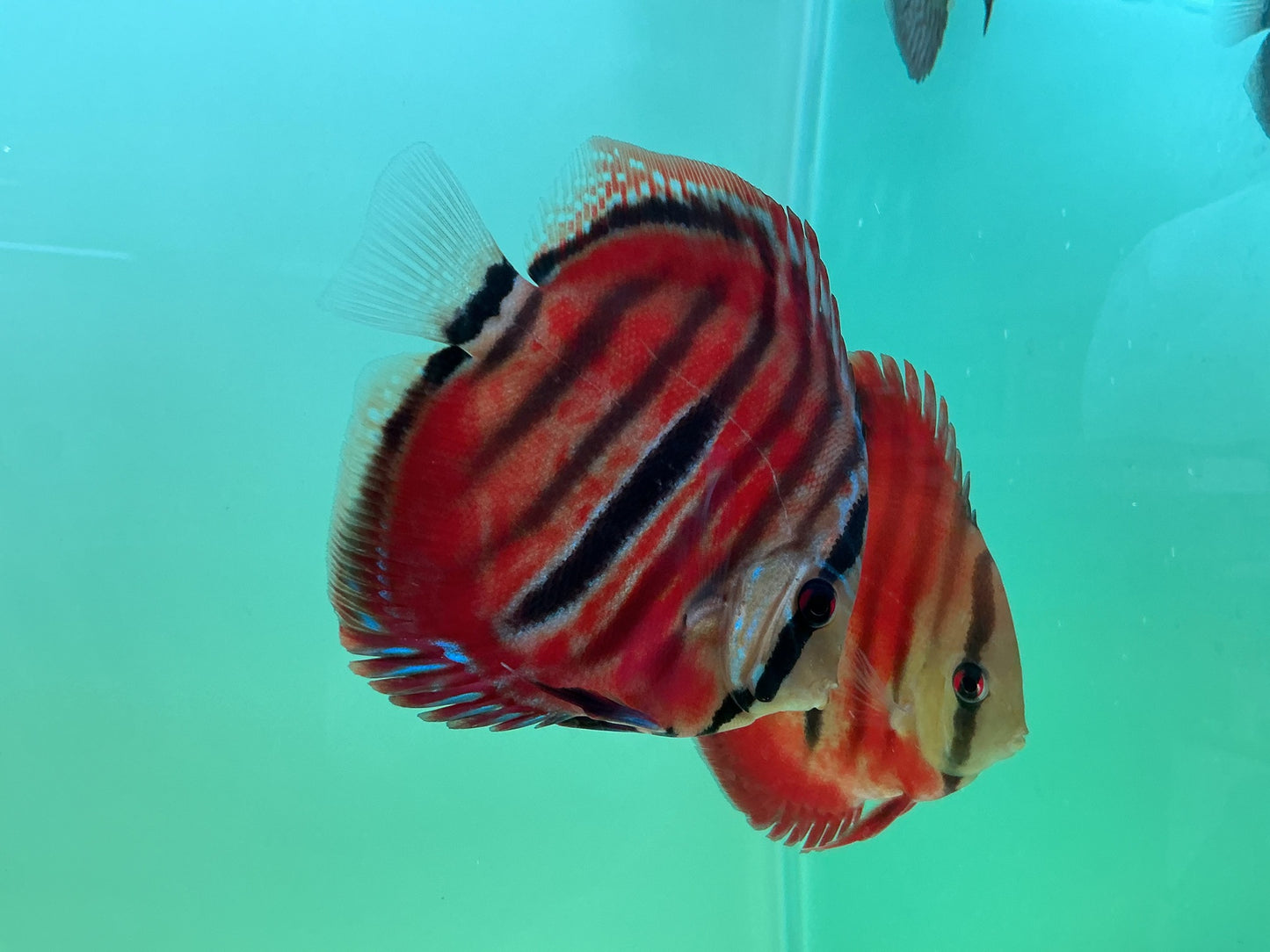 Discus Red Cover Ica