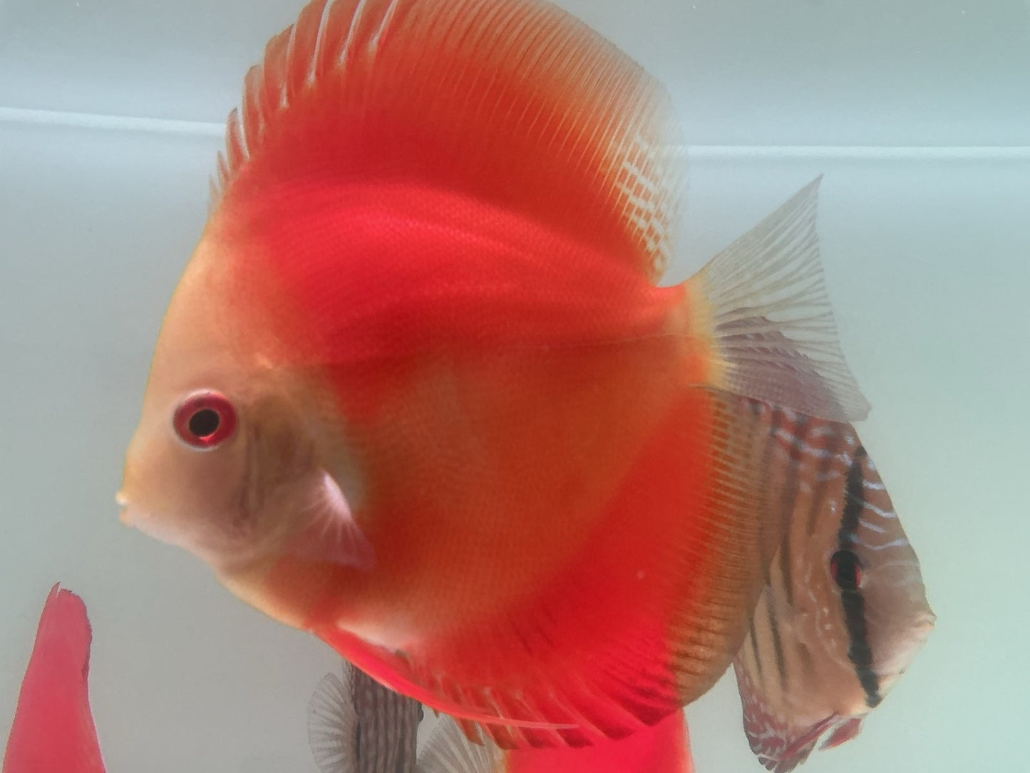 Discus Red Scarlet