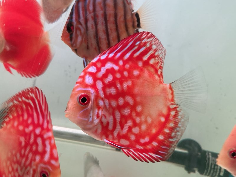 Discus Red Panda