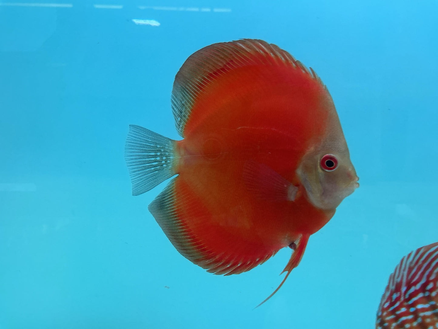 Discus Red Scarlet