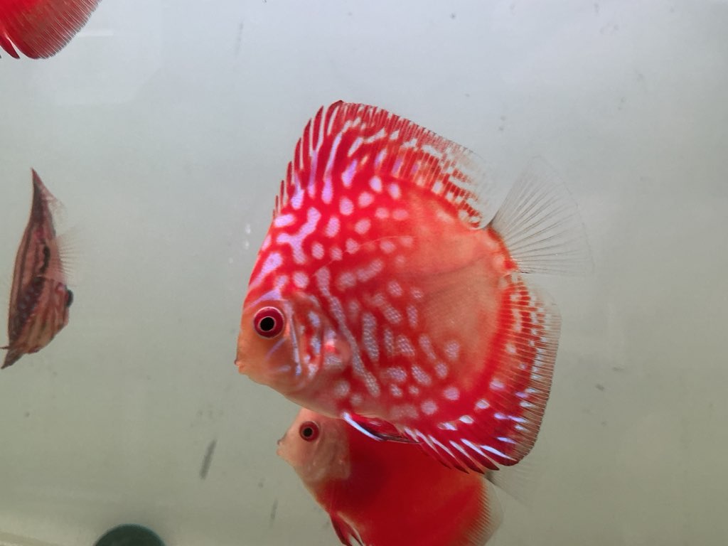 Discus Red Panda