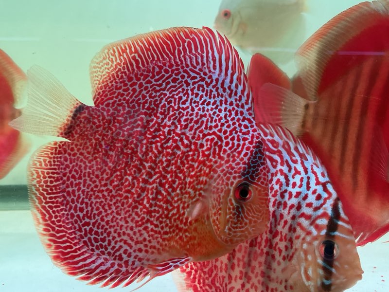 Discus Face Spotted Eruption