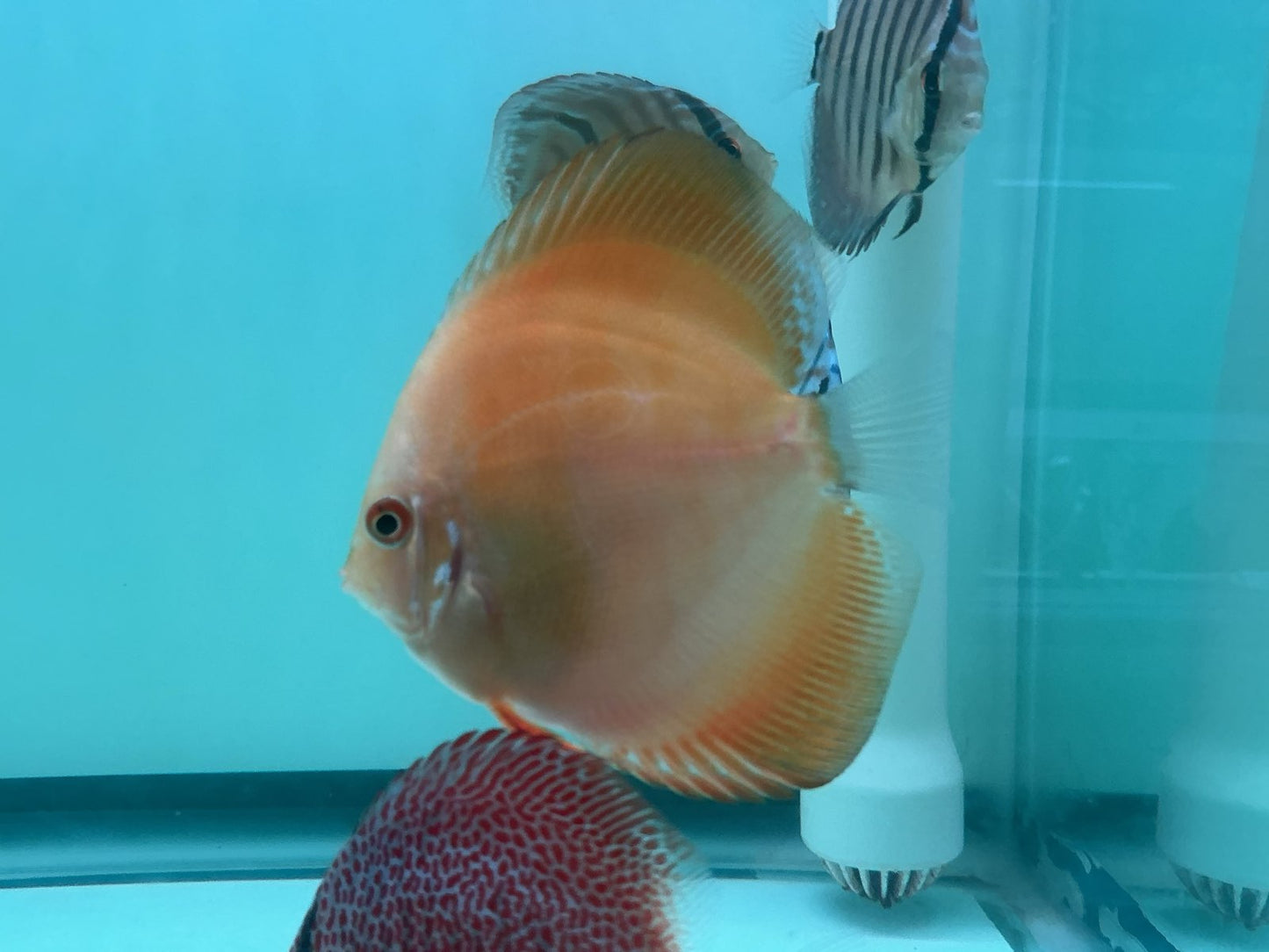 Discus Yellow Lemon