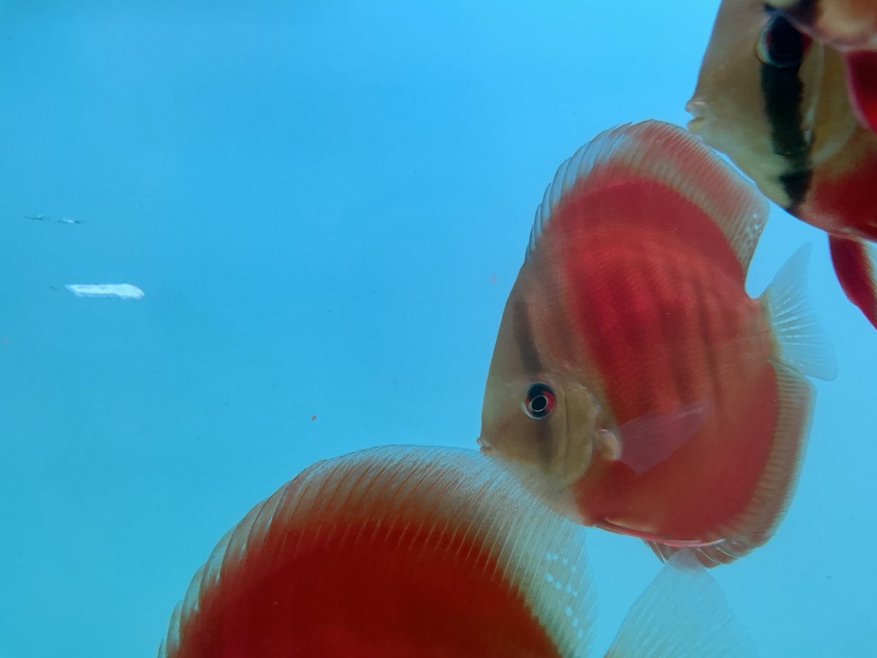 Discus Red Cover Blue Ring