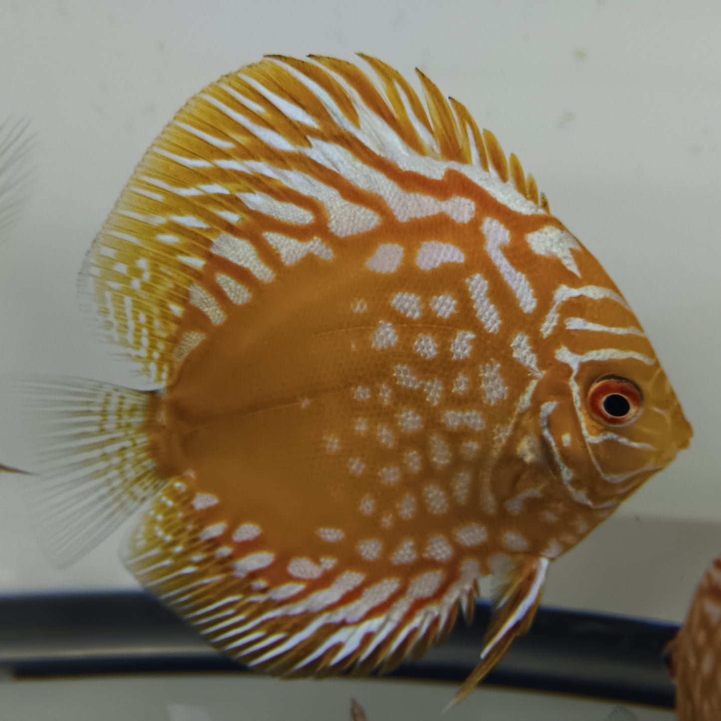 Yellow Panda Discus 4.5"