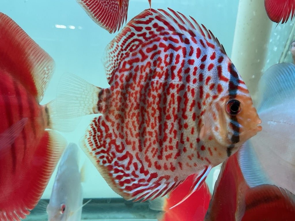 Discus Spotted Leopard