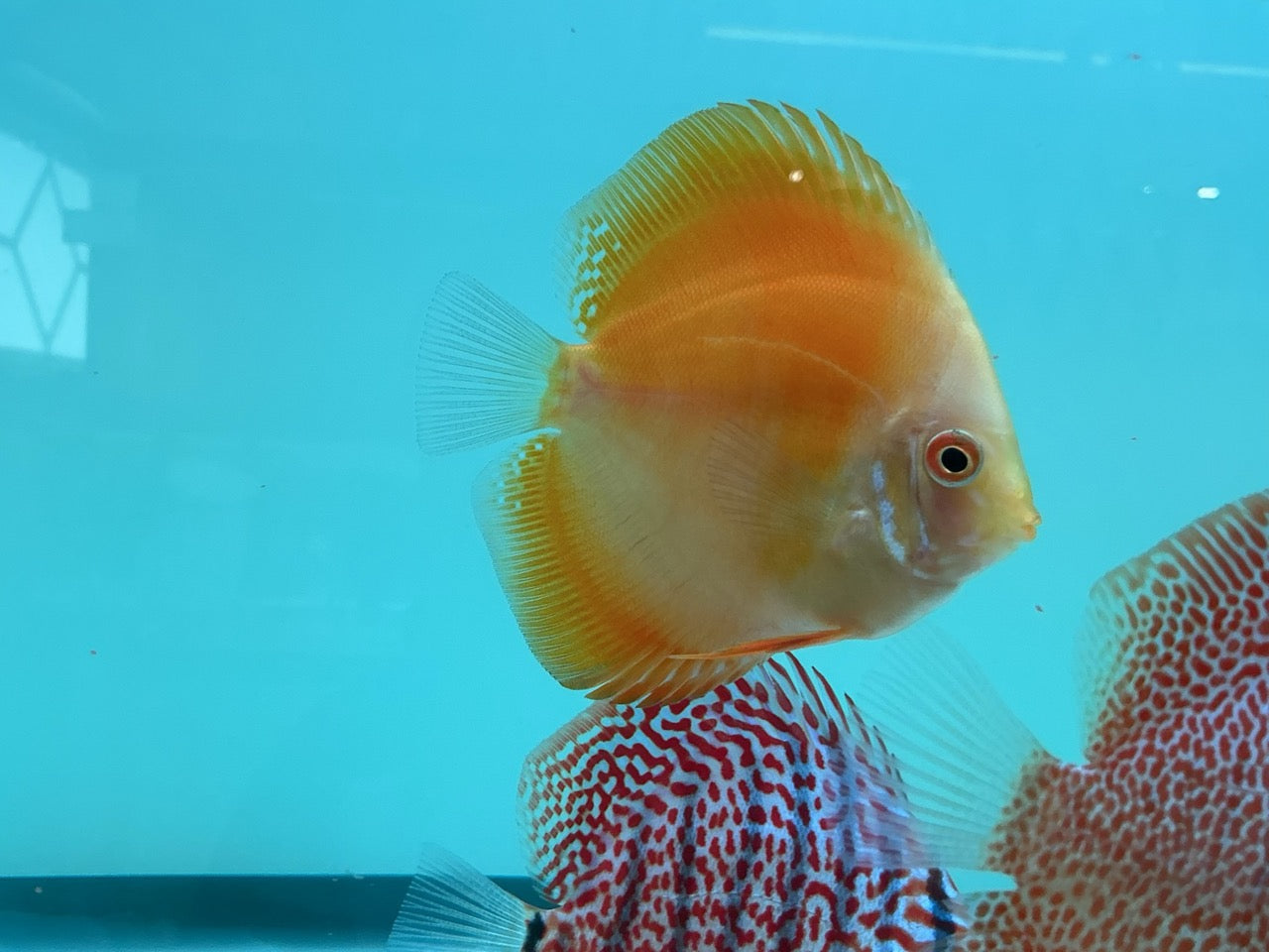 Discus Yellow Lemon