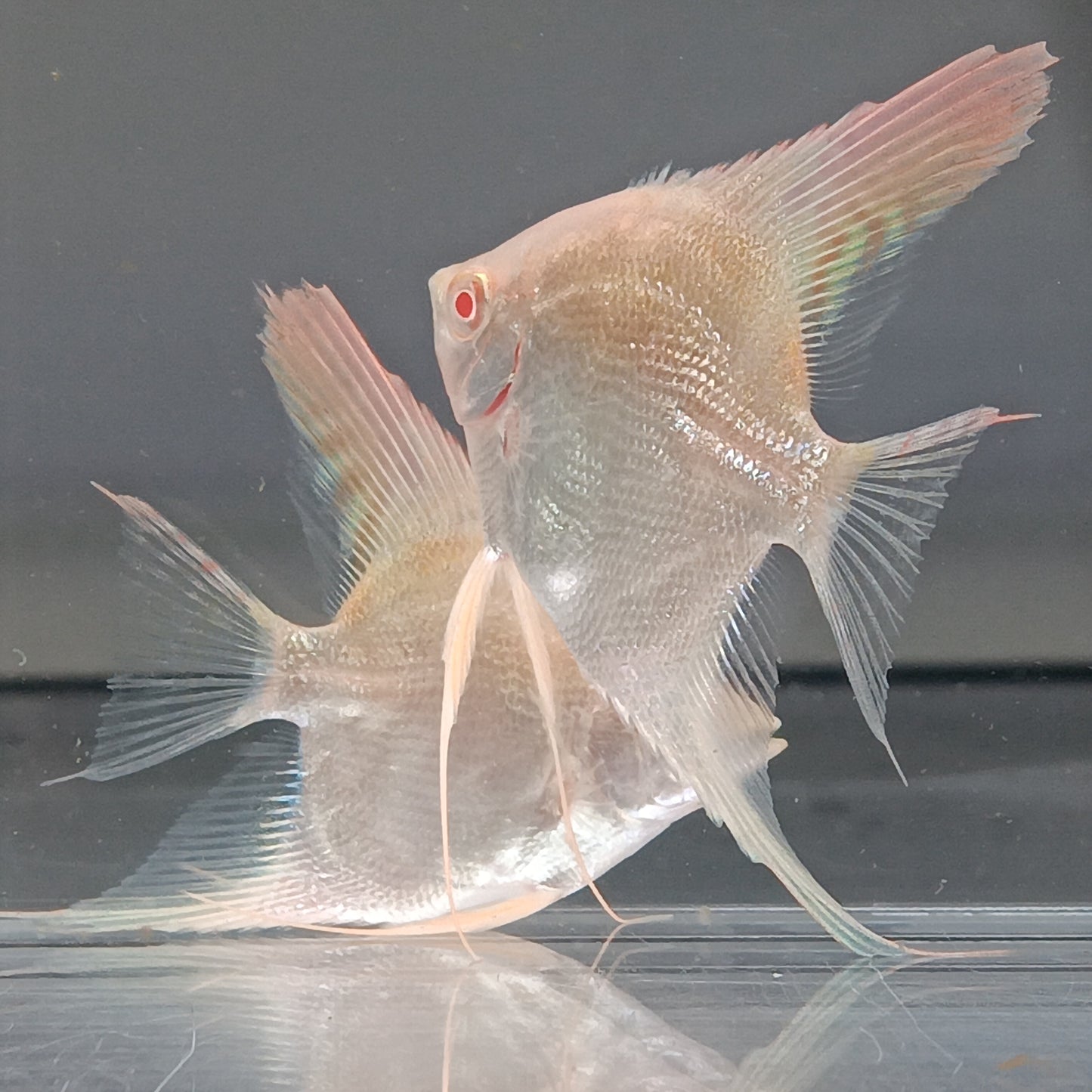 Albino Santa Isabel Angel fish