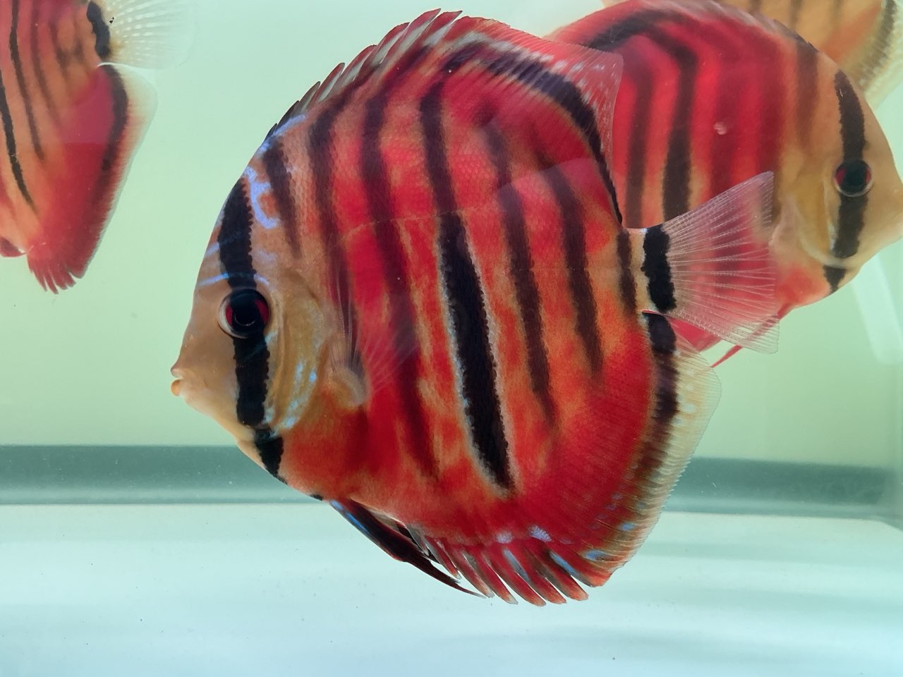 Discus Red Cover Ica