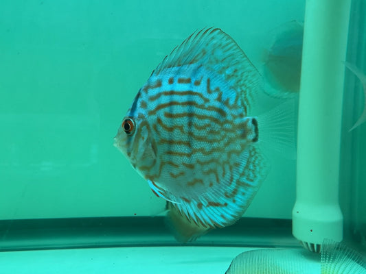 Discus Cobalt Blue
