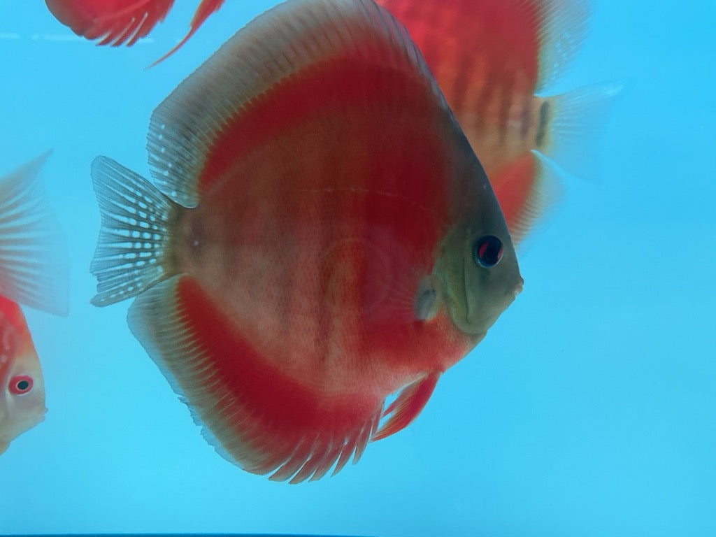 Discus Red Cover Blue Ring