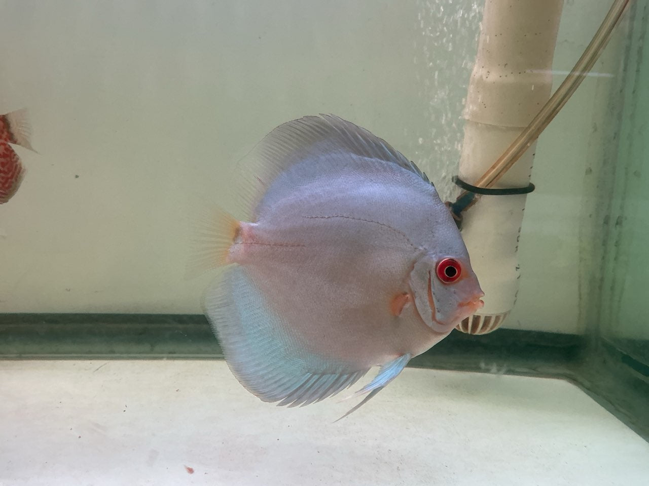 Discus Blue Angel