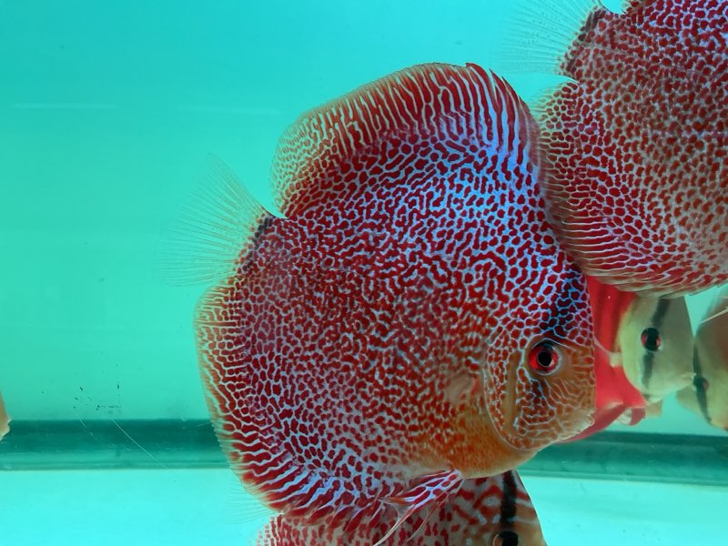 Discus Face Spotted Eruption