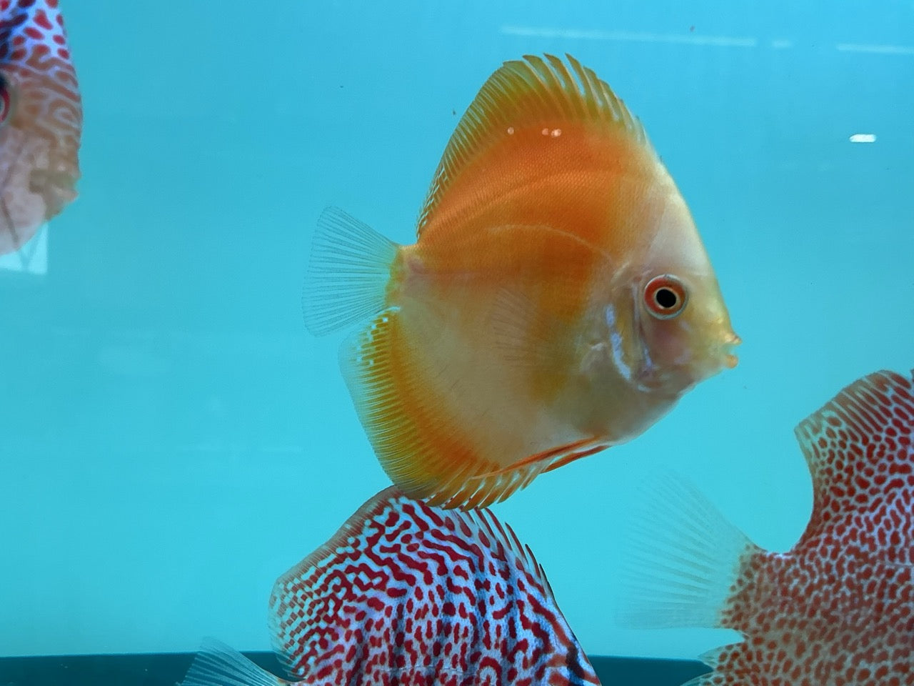 Discus Yellow Lemon