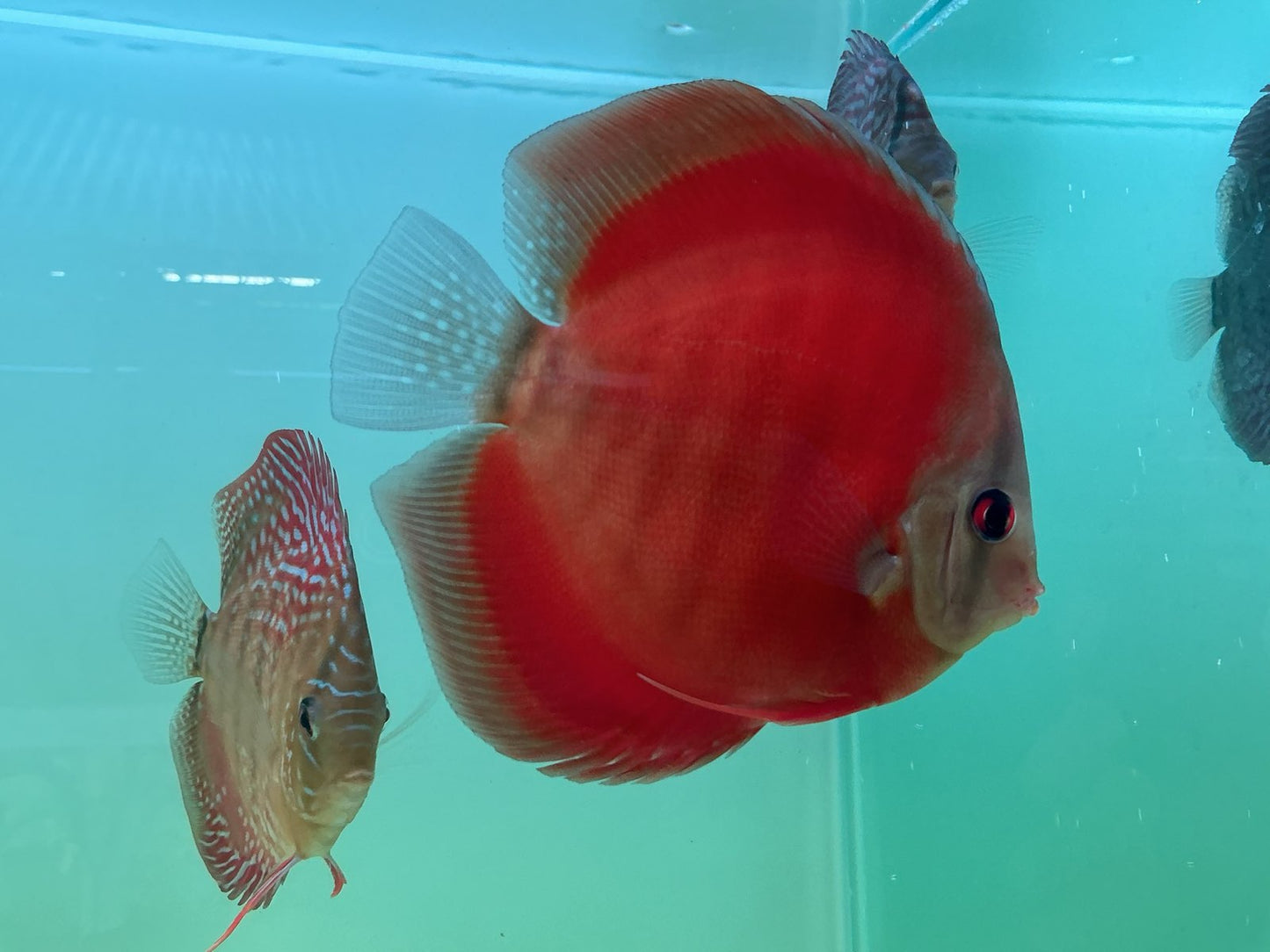Discus Red Cover Blue Ring