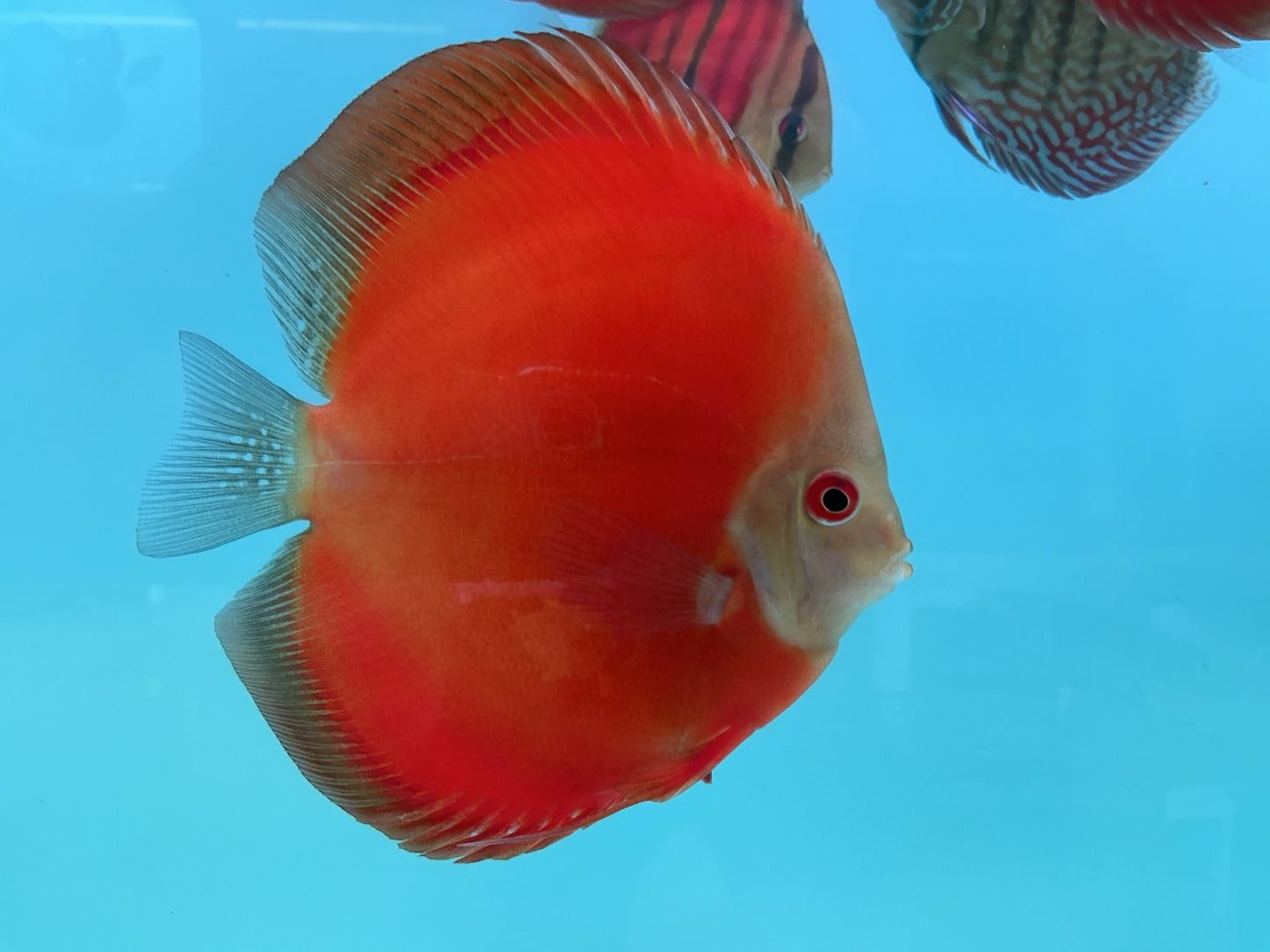 Discus Red Scarlet