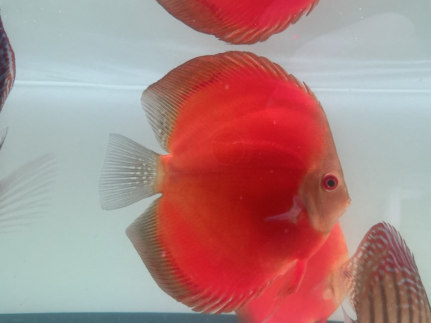 Discus Red Scarlet