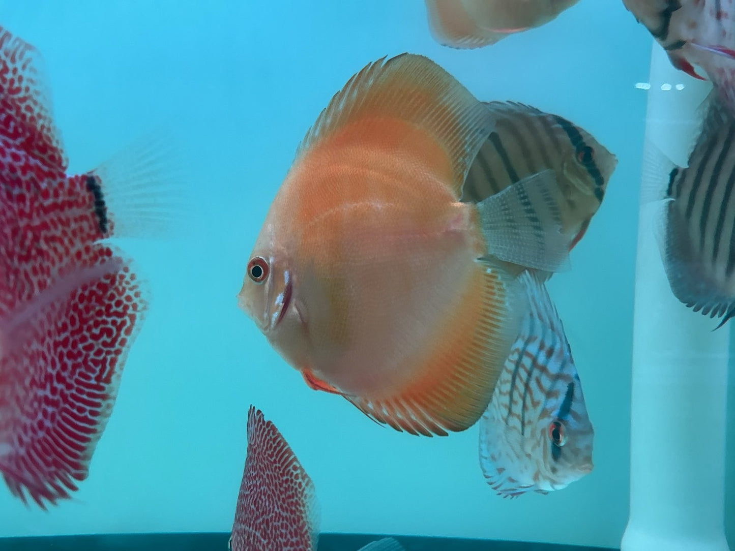 Discus Yellow Lemon