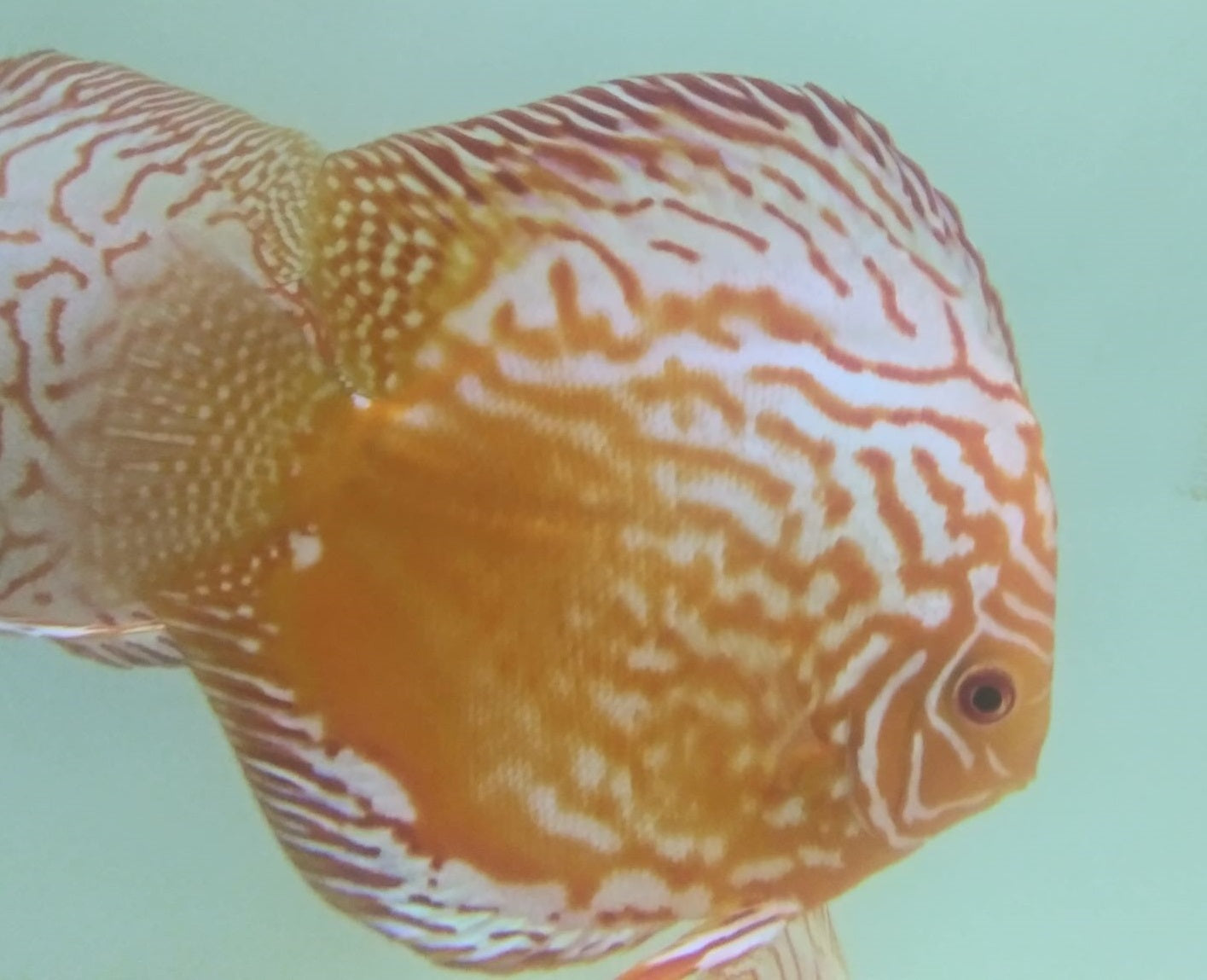 Discus Pigeon Blood